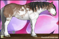 Horse Color:Gray Bay Sabino 