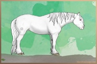 Horse Color:Gold Champagne Chinchilla Pearl Tobiano Blanket Rabicano 