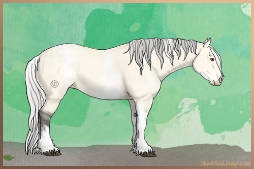 Horse Color:White Spotted Silver Buckskin Chinchilla Dun Tobiano Rabicano