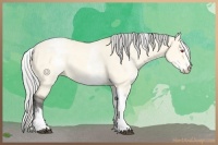 Horse Color:White Spotted Silver Buckskin Chinchilla Dun Tobiano Rabicano 
