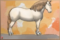 Horse Color:Buckskin Pearl Dun