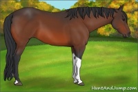 Horse Color:Bay Tobiano 