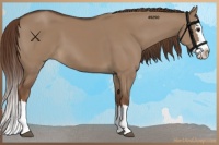 Horse Color:Liver Red Dun Sabino Splash 