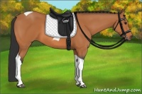 Horse Color:Bay Tobiano 