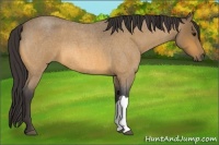 Horse Color:Buckskin Roan 