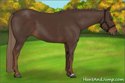Horse Color:Liver Chestnut