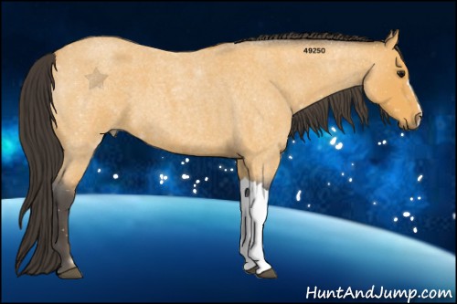 Horse Color:Buckskin Roan 