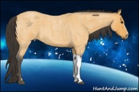Horse Color:Buckskin Roan