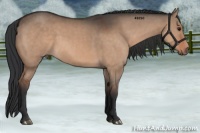 Horse Color:Bay Dun 