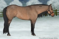 Horse Color:Brown Dun 