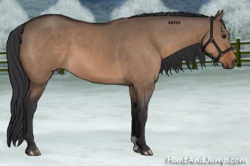 Horse Color:Brown Dun