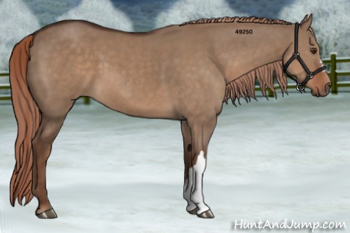 Horse Color:Liver Red Dun 