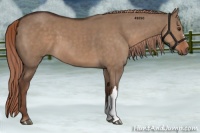 Horse Color:Liver Red Dun 