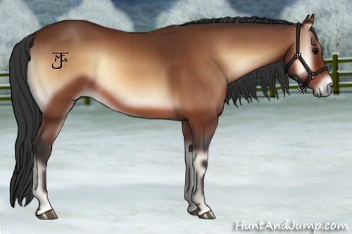 Horse Color:Bay Onyx 