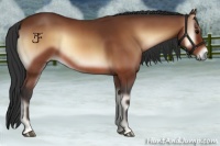 Horse Color:Bay Onyx 