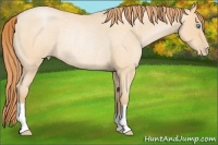 Horse Color:Buckskin Roan Pearl Rabicano 