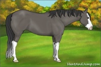 Horse Color:Grullo Splash 