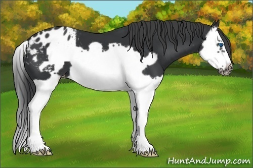 Horse Color:Black Splash Frame Blanket