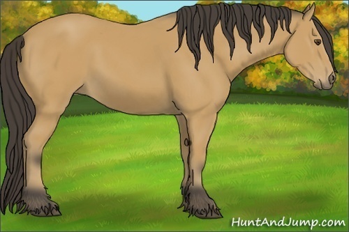 Horse Color:Buckskin 