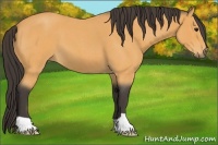Horse Color:Buckskin Roan 