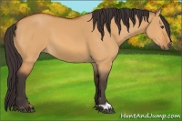 Horse Color:Buckskin Dun