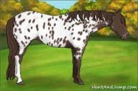 Horse Color:Liver Chestnut Appaloosa 