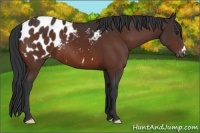 Horse Color:Brown Appaloosa
