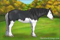 Horse Color:Black Splash