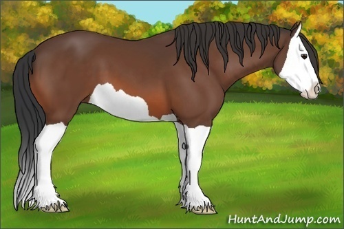 Horse Color:Bay Splash 