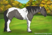 Horse Color:Grullo Tobiano Rabicano 