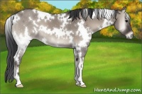 Horse Color:White Spotted Grullo Onyx 