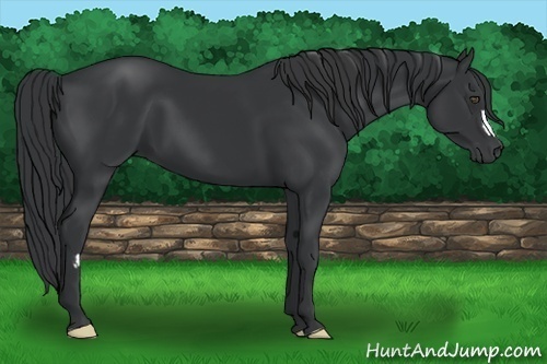 Horse Color:Black Frame