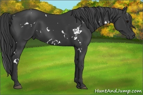 Horse Color:White Spotted Black 