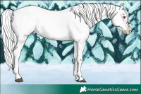 Horse Color:Silver Brown Chinchilla Tobiano Appaloosa Rabicano