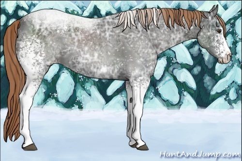 Horse Color:White Spotted Liver Chestnut Ice Sabino Snowflake Varnish 