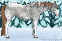 Horse Color:White Spotted Liver Chestnut Ice Sabino Appaloosa