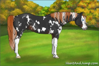 Horse Color:Gray White Spotted Liver Chestnut Splash 