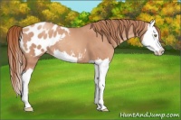 Horse Color:Gold Champagne Roan Splash Appaloosa