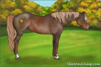 Horse Color:Liver Chestnut Sabino