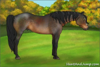 Horse Color:Gray Buckskin 