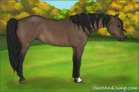 Horse Color:Gray Brown Dun Brindle 