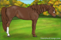 Horse Color:Gray Chestnut 