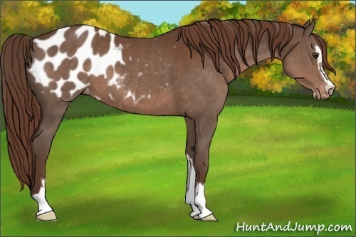 Horse Color:Liver Chestnut Sabino Appaloosa 