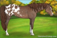 Horse Color:Liver Chestnut Sabino Appaloosa 