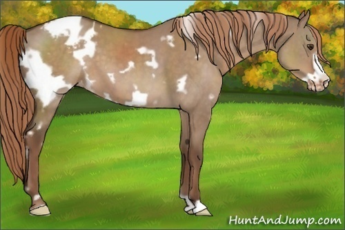 Horse Color:White Spotted Liver Red Dun Frame Appaloosa