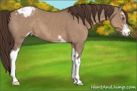 Horse Color:Liver Red Dun Sabino Varnish