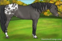 Horse Color:Black Sabino Appaloosa 