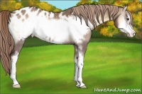 Horse Color:Liver Red Dun Onyx Sabino Frame Appaloosa 