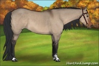Horse Color:Brown Dun Sabino 