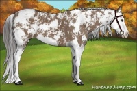 Horse Color:Liver Red Dun Sabino Splash